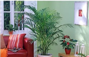 Пушистая пальма в вашем интерьере