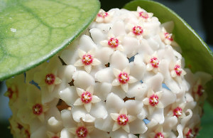 Хойа – не капризное и очаровательное растение