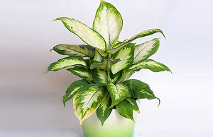 Диффенбахия – особенности ухода за цветком