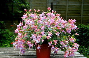 Разнообразие фуксий