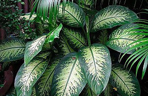 Вечнозеленое растение с привлекательными листьями