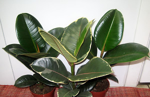 Фикус каучуконосный – черезвычайно декоративное растение