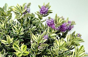 Тропический родственник вероники