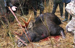 Браконьерский инвентарь теперь вне закона