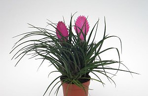 Тилландсия – красивый заморский цветок