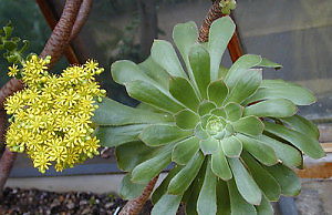 Эониум – симпатичное засухоустойчивое деревце