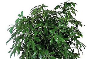 Шеффлера – деревцо для спальни