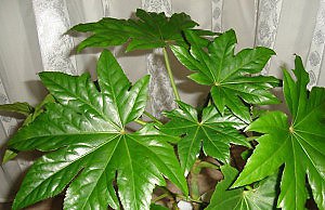 Фатсия – скромный, но эффектный цветок