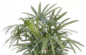 Рапис – компактное комнатное растение