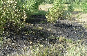 Жители города уничтожают лесные массивы