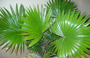 Ливистона – лучшая домашняя пальма