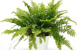 Нефролепис – красивый и неприхотливый папоротник