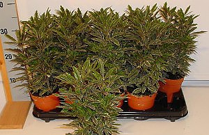 Изящное декоративное растение для дома