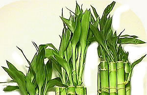 Болезни и вредители домашнего бамбука