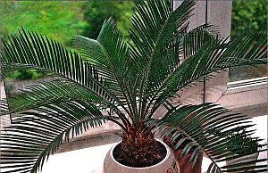 Эффектная и компактная комнатная пальма
