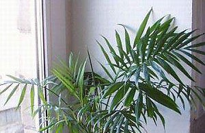 Хамедорея – отличный выбор для офиса или спальни