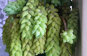 Очиток – еще один оригинальный суккулент