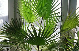 Пальма вашингтония – эффектная и простая в уходе
