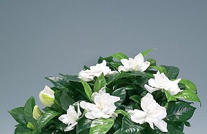Гардения – для ценителей красоты
