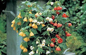 Абутилон – ветвящийся вечнозеленый кустарник