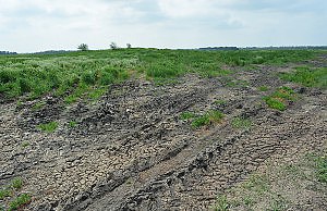 Навоз и коррупция пахнут одинаково