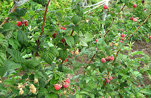 Уход за малиной летом и осенью