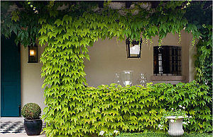 Лето: украшаем дом вьющимися растениями