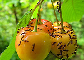 Муравейник в саду – что делать?