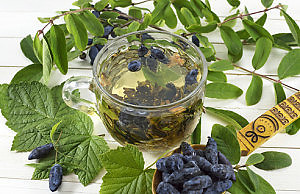 Жимолость – уникальная ягода для вашего сада