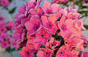 Мелкоцветковые сорта флоксов