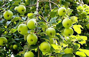 Санитарная обрезка деревьев в вашем саду