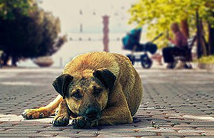 Численность бездомных животных не регулируется