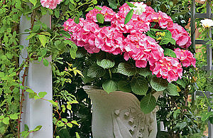 Крупнолистная гортензия в саду и дома