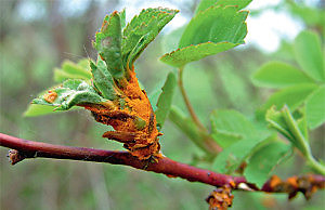 Ржавчина растений и как с ней бороться