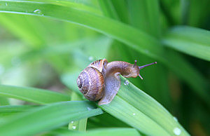 Слизни и улитки в саду – польза или вред?