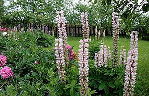 Сорняки, от которых не стоит спешить избавляться