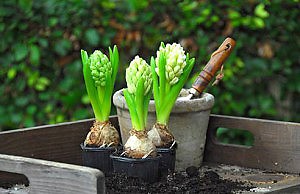 Поэтапная посадка луковичных в саду