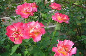 Все что вы хотели знать об удобрении роз