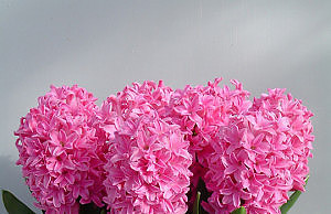 Выгонка гиацинтов в домашних условиях