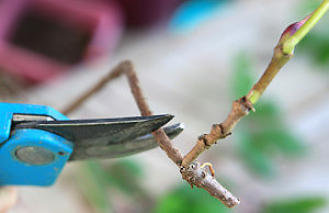 Размножение винограда черенками
