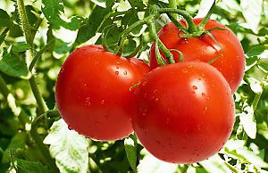 Как правильно удобрять томаты?