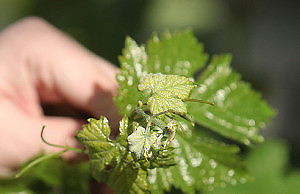 Профилактика и борьба с болезнями винограда