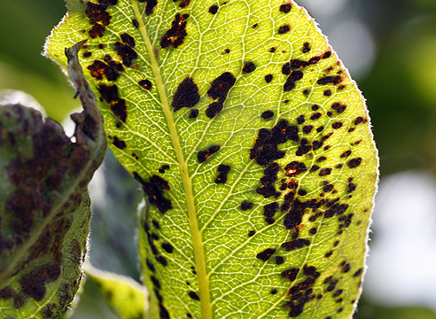 Болезни и вредители