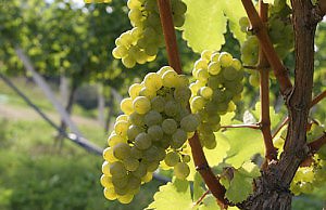 Как пересадить виноград без проблем