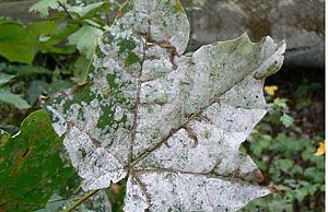 Мучнистая роса и способы борьбы с ней