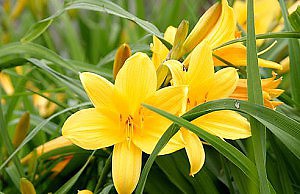 Лилейник – какой сорт вырастить на участке?