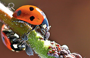 Тля на участке – как вывести?