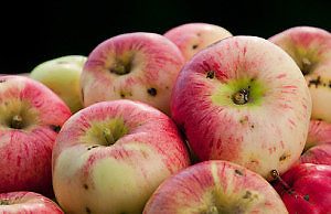 Яблочная плодожорка — как спасти урожай?