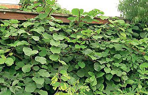 Киви на огороде – как вырастить?