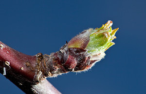 Прививка яблони в летнюю пору